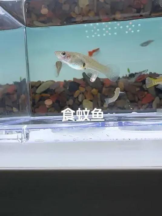 神奇食蚊鱼 观赏食用两不误 专吃蚊子虫卵
