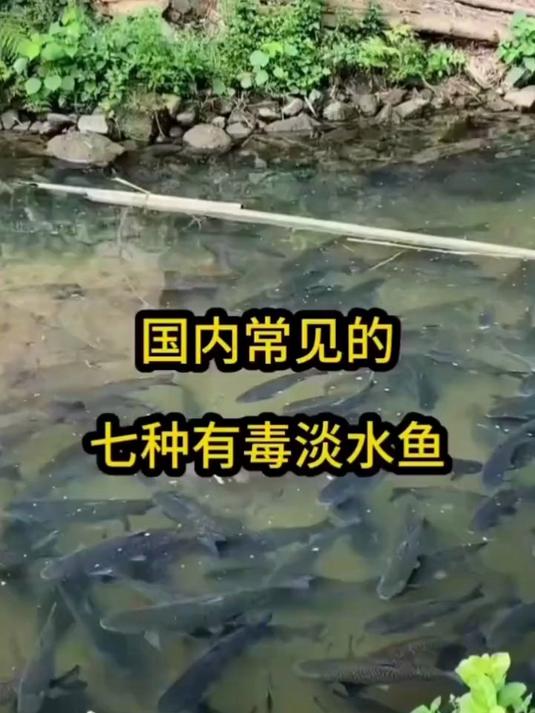 国内常见的七种有毒淡水鱼，食用需谨慎避免中毒