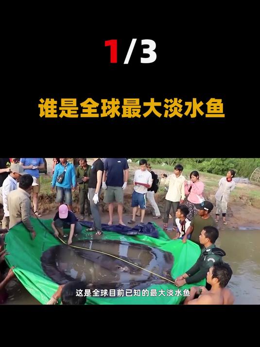 柬埔寨捕获全球最大淡水鱼,仅有300公斤,网友:白鲟比它大多了