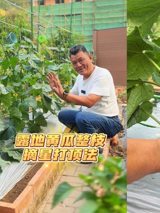 露地黄瓜整枝摘星打顶法