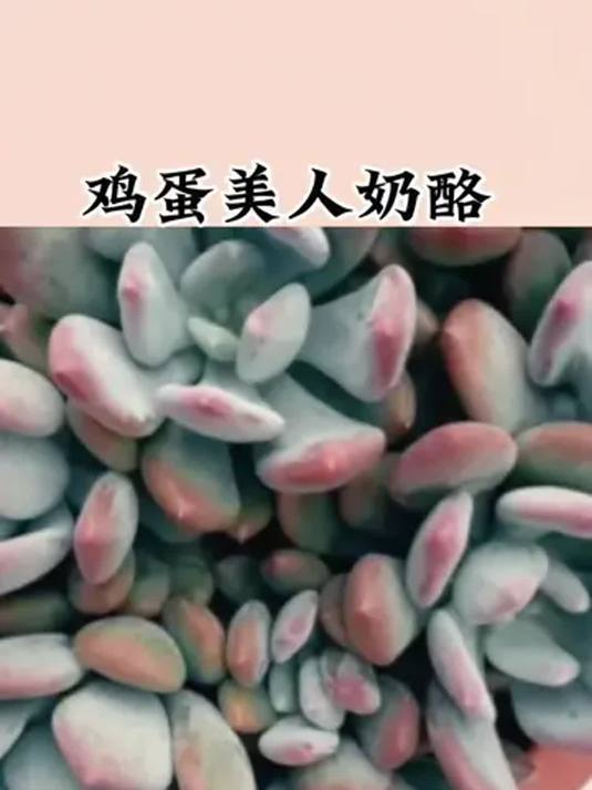 鸡蛋美人奶酪多肉咋养护?老桩群生秘籍在此
