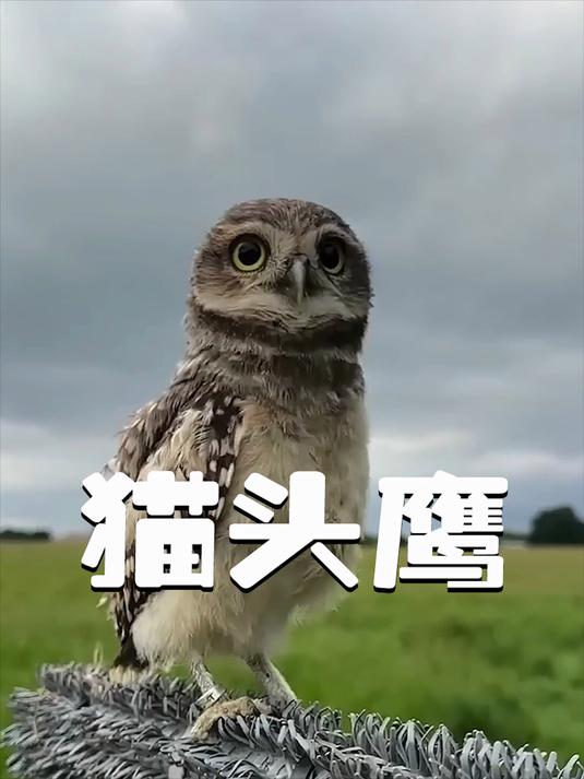 女孩捡到不会飞的猫头鹰宝宝，带回家后发现竟是个粘人精