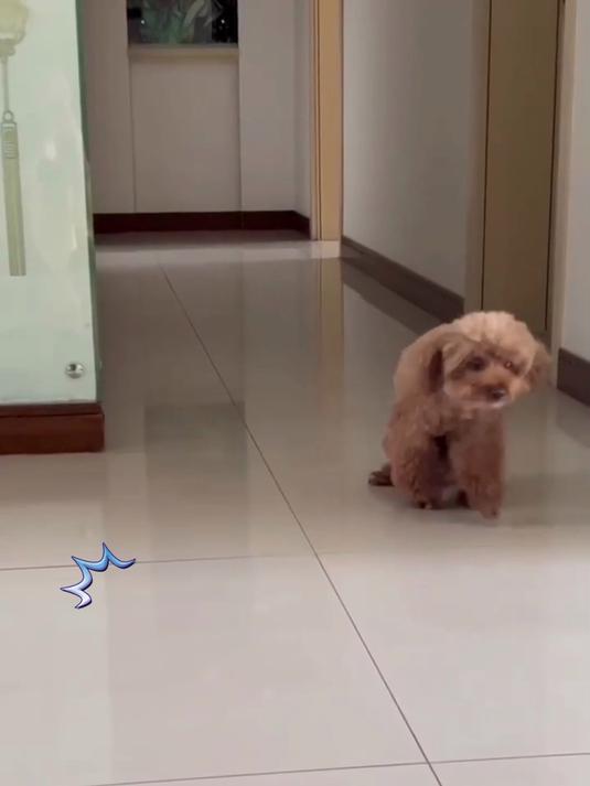 猫犬专用骨骼·关节营养补充剂!鲨鱼软骨素钙片200粒