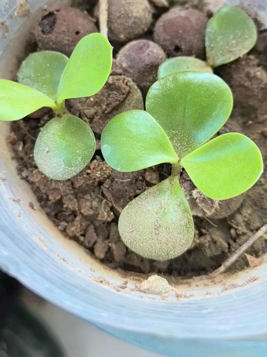 金枝玉叶的扦插时间和养护方法