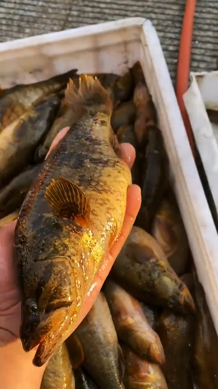 纯野生大老头鱼