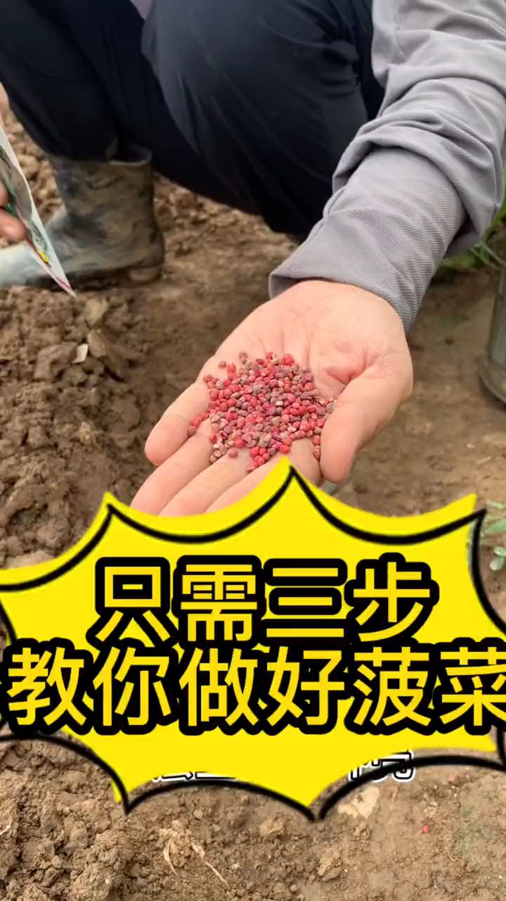 种菠菜最基本的方法