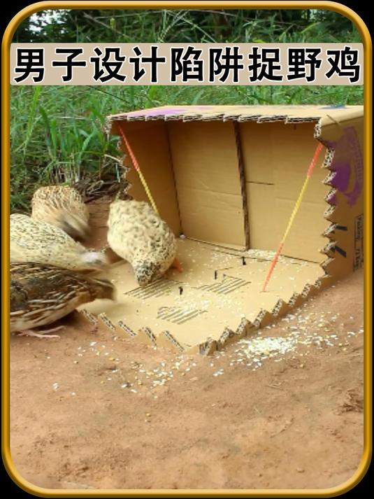 男子设计陷阱捉野鸡