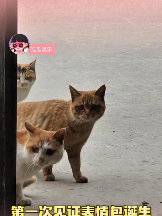 小猫:喊我们干啥!#猫咪的迷惑行为