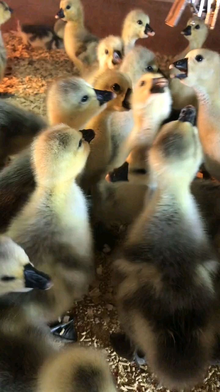 这才是纯种狮头鹅苗,让你们鉴别一下,告别么多多,么宝的假货狮头鹅!
