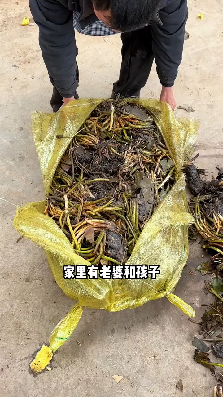 #睡莲 开花非常好看漂亮,一年四季常青,非常好养,有水就能存活#花卉绿植 #水培植物