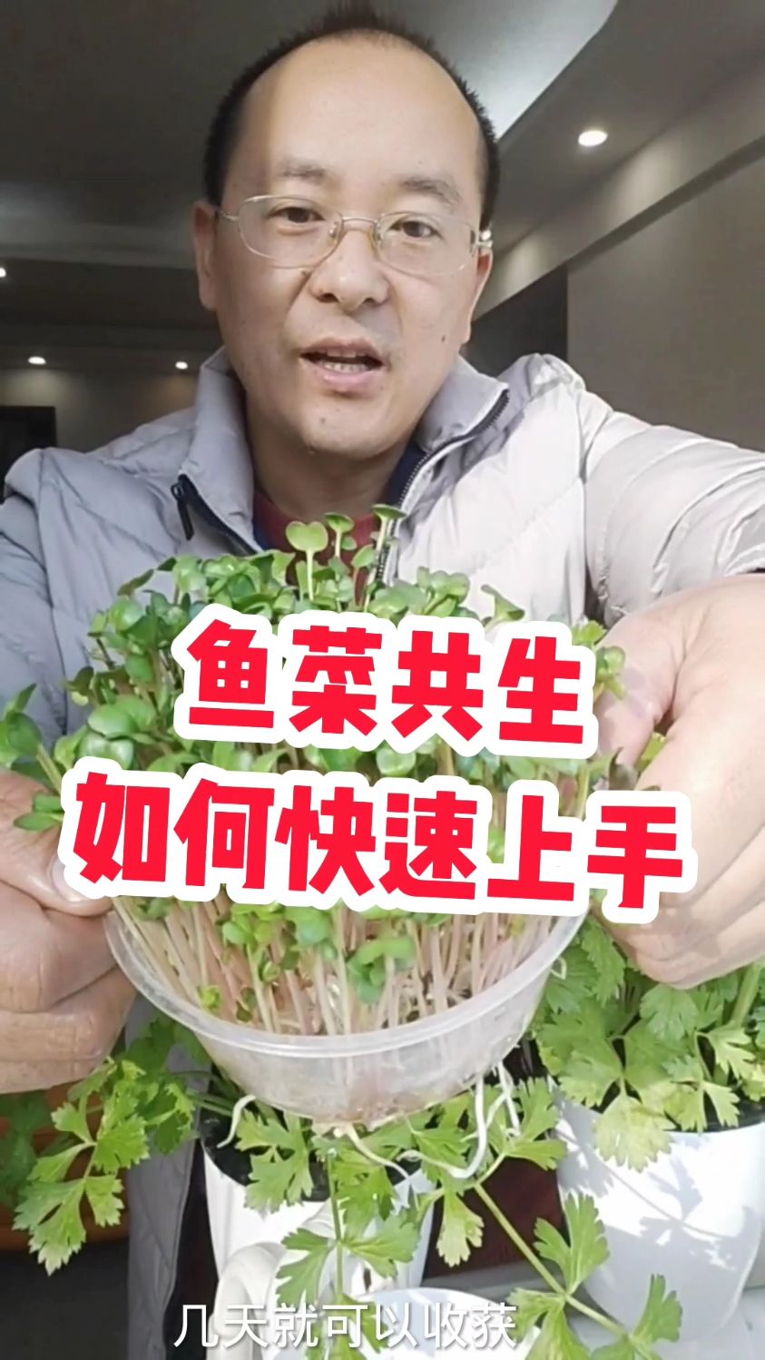 新手做鱼菜共生如何快速上手
