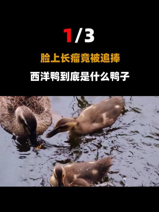 外国来的番鸭凭什么比普通鸭子贵?不仅长得丑,据说吃它会中毒?