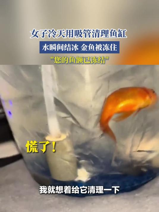 女子冷天用吸管清理鱼缸,水瞬间结冰金鱼被冻住,您的鱼额已冻结