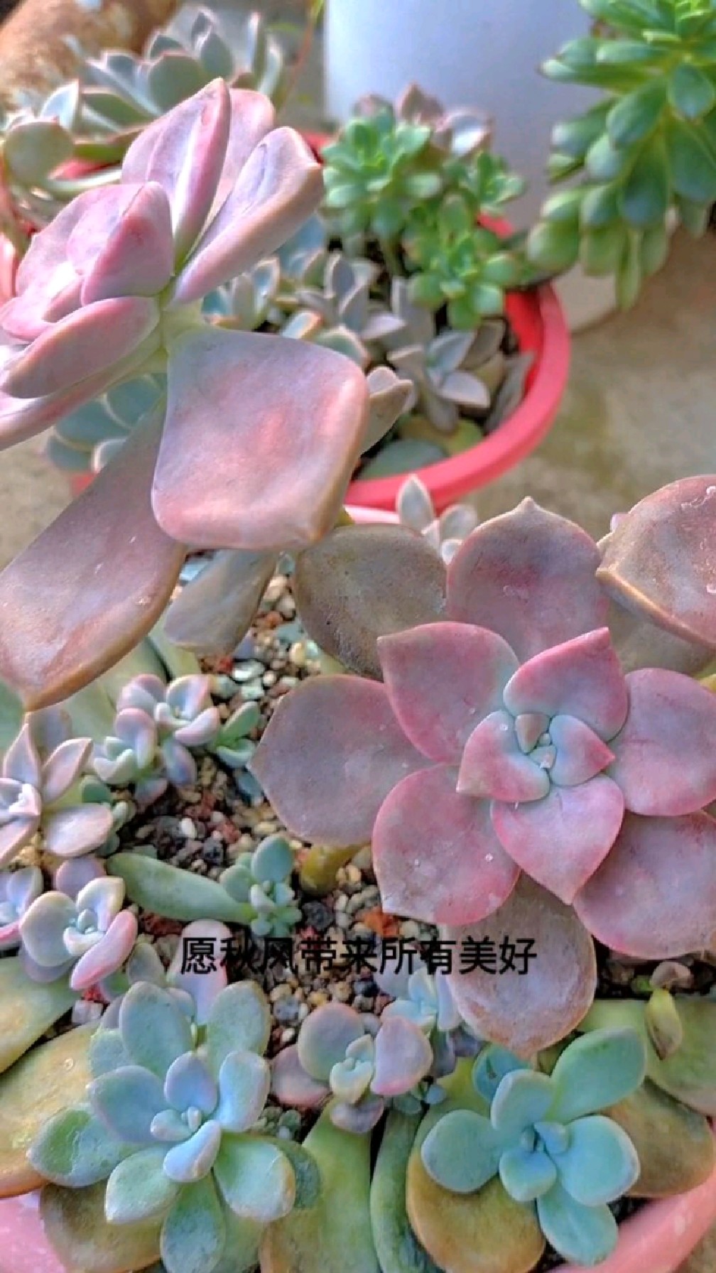 小多肉老桩,紫乐