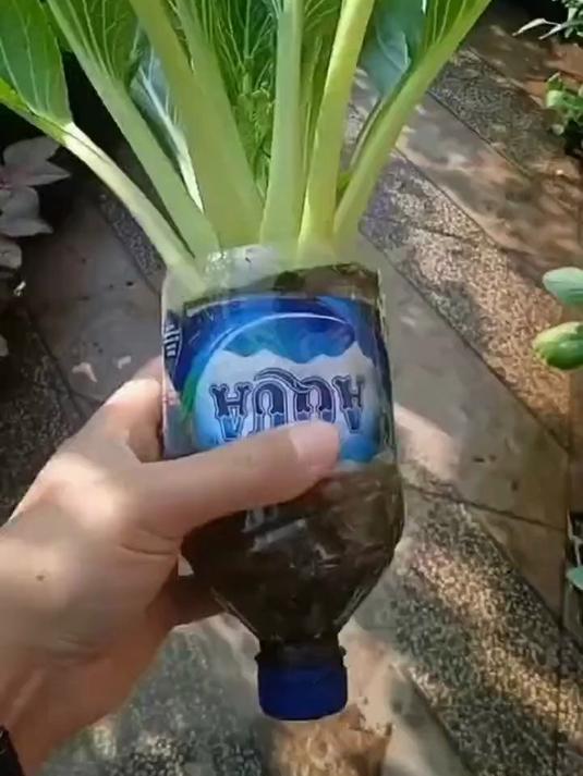 用塑料瓶种植小白菜