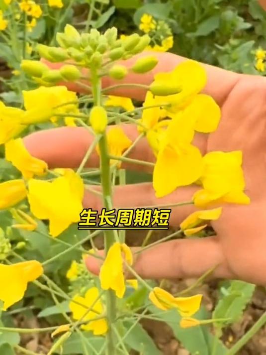 油菜籽的营养价值:你不可不知的健康秘密!