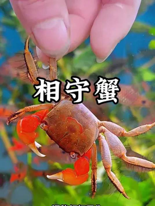 新手养鱼养螃蟹 不换水水质也好 好玩又省心
