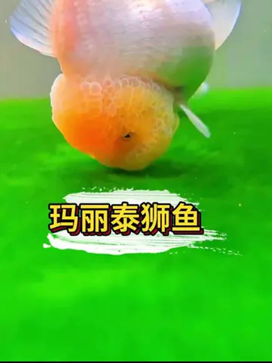 玛丽泰狮金鱼竟能认主?互动超绝!呆萌无比