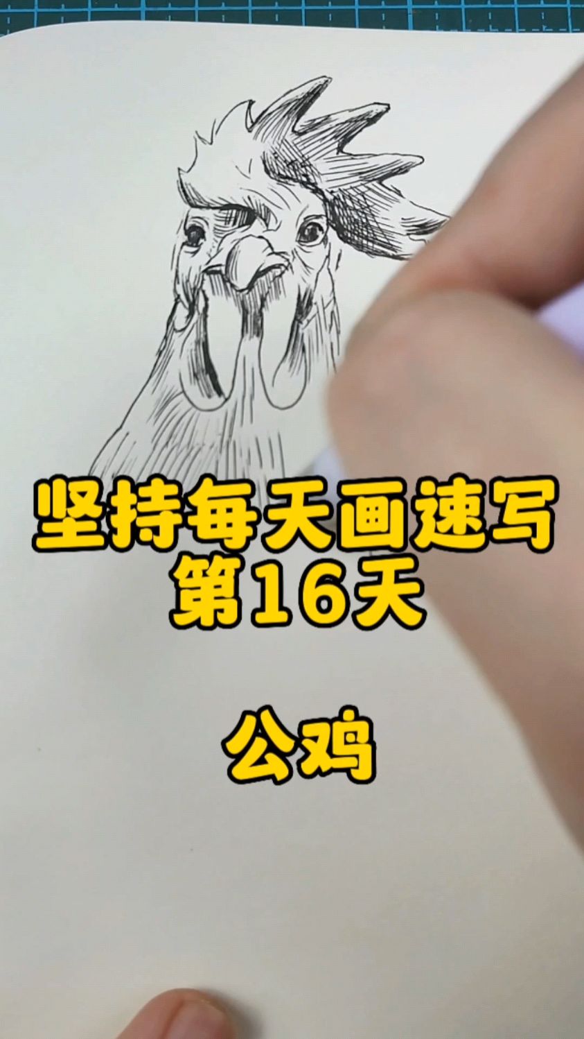 坚持每天画速写|第16天公鸡