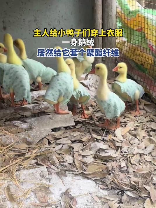 主人给小鸭子们穿上衣服,一身鹅绒,居然给它套个聚酯纤维#马上健康过大年#