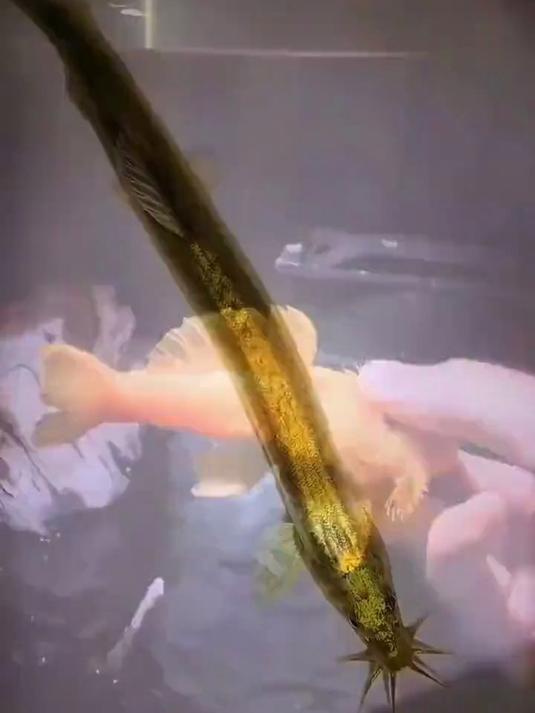 黄金泥鳅是淡水鱼品种，广泛养殖且营养丰富，受到很多养殖户和爱好者关注