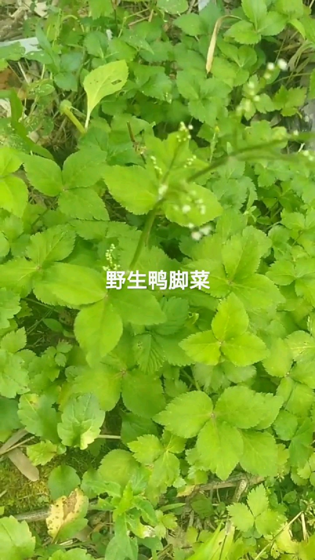 野生鸭脚菜,又称鸭脚板属药食同源植物,你家乡有吗?
