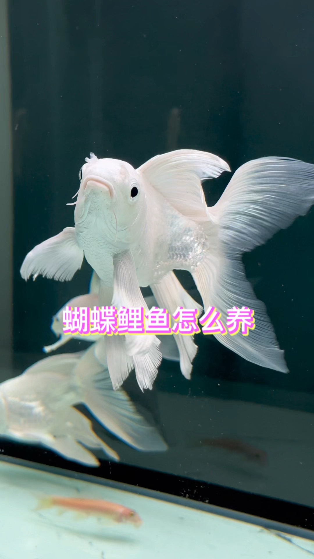 蝴蝶鲤鱼怎么养#水族 #鱼缸里的大自然 #养鱼日记