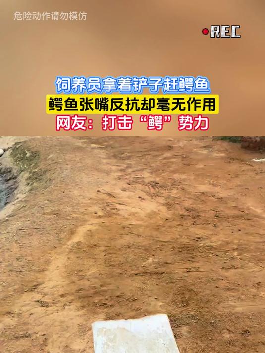 饲养员拿着铲子赶鳄鱼，鳄鱼张嘴反抗却毫无作用