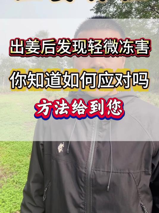 生姜出土以后发现轻微冻害,又不想低价出售。方法给到您