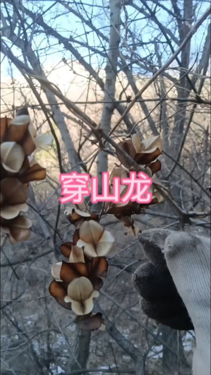穿山龙别名穿地龙、金刚骨、鸡骨头。带你冬天认识穿山龙#大自然的馈赠 #野生药材 #