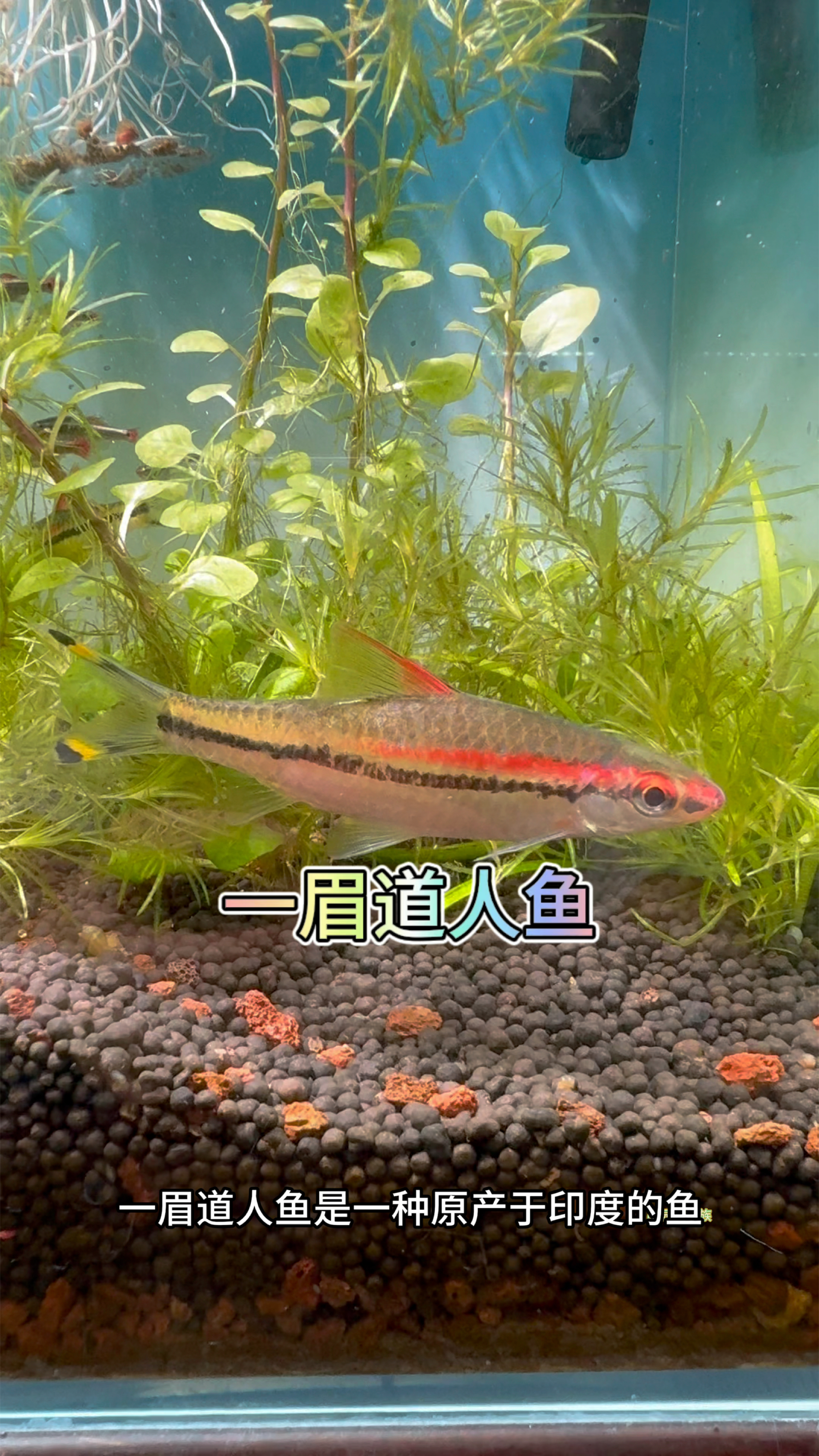 一眉道人鱼是一种原产于印度的鱼,性情温和属于中下层鱼#观赏鱼 #水族#养鱼养心