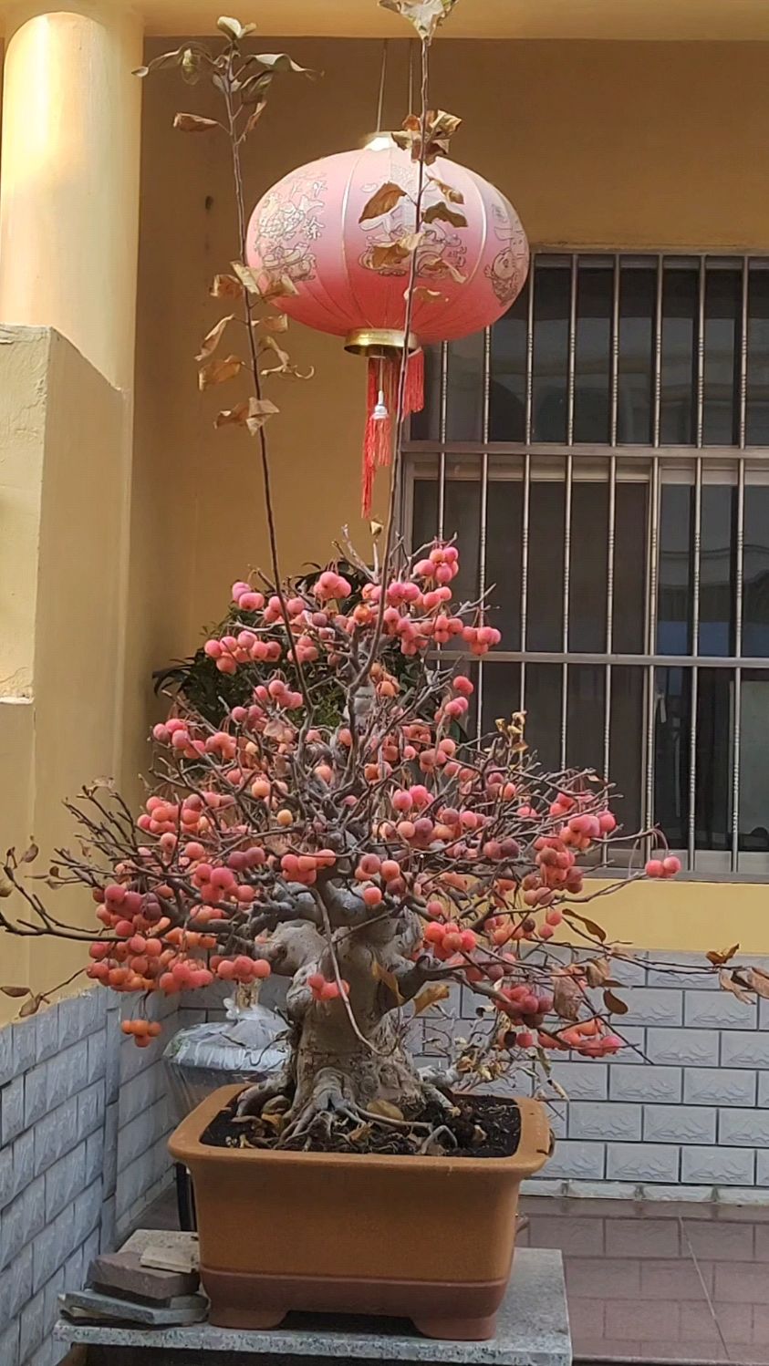 冬天看到这样的红果子感觉温暖