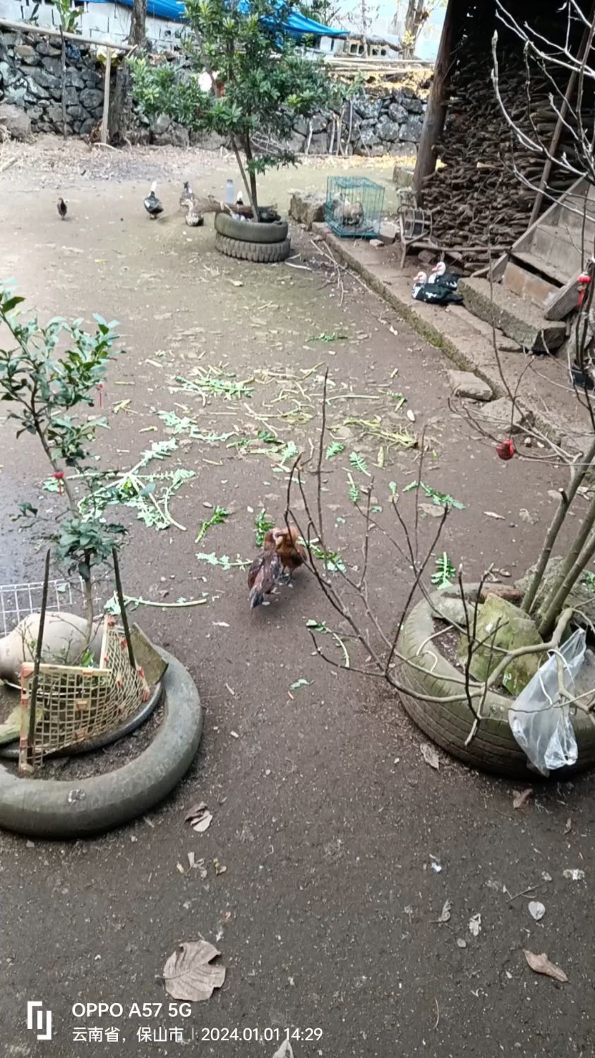 斗鸡界的形式主义,越南鬼子斗鸡和本地鸡开战,太搞笑了