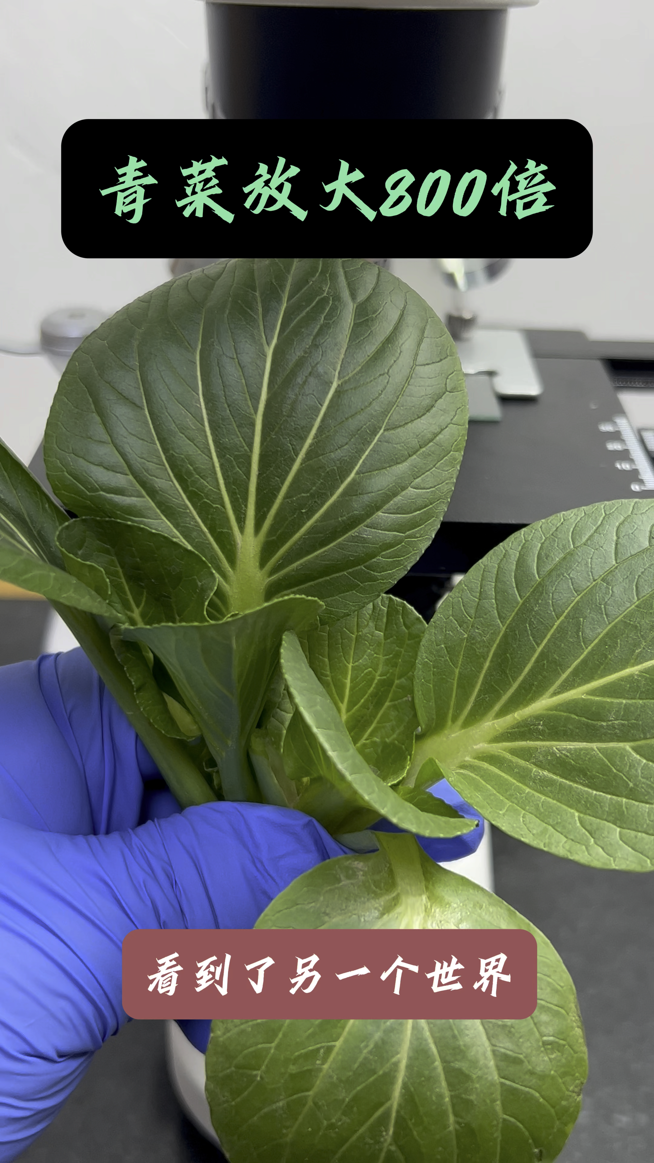 吃青菜的好处有哪些益处?