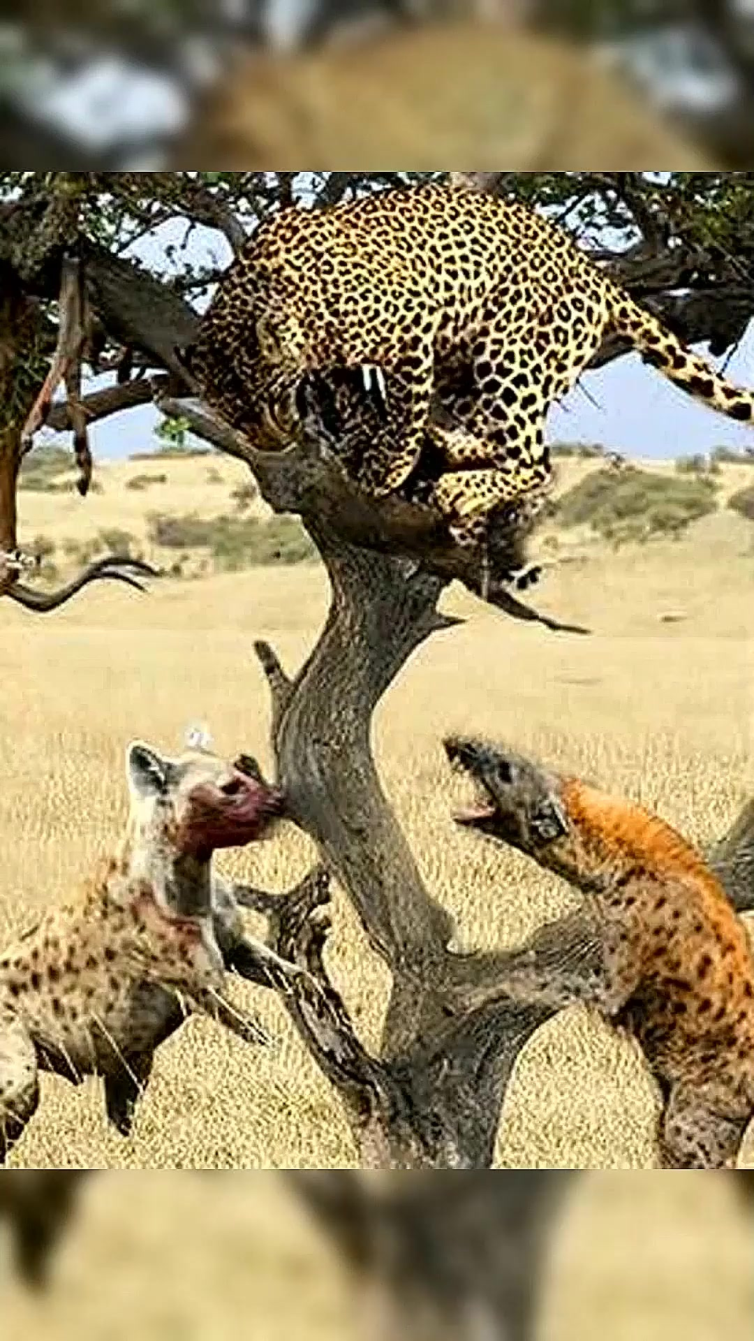 大象在水中杀死鳄鱼的真实场景