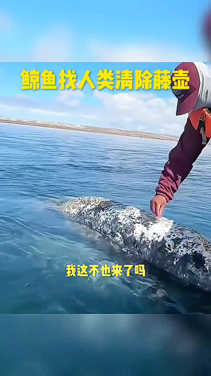 海洋里面已经传遍了,人类给清理藤壶,鲸鱼也来了
