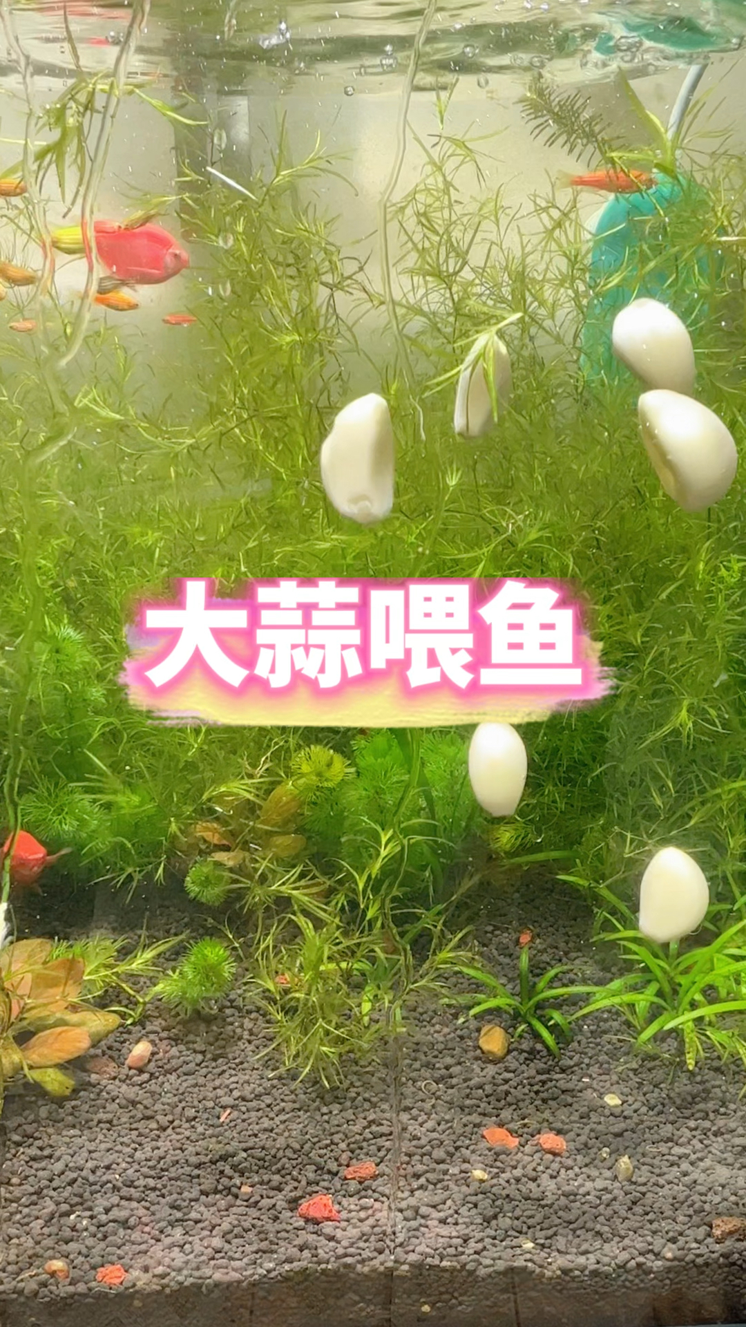大蒜是养鱼妙不可言的妙招,用来喂鱼可以避免肠道疾病和寄生虫危害。#水族#观赏鱼
