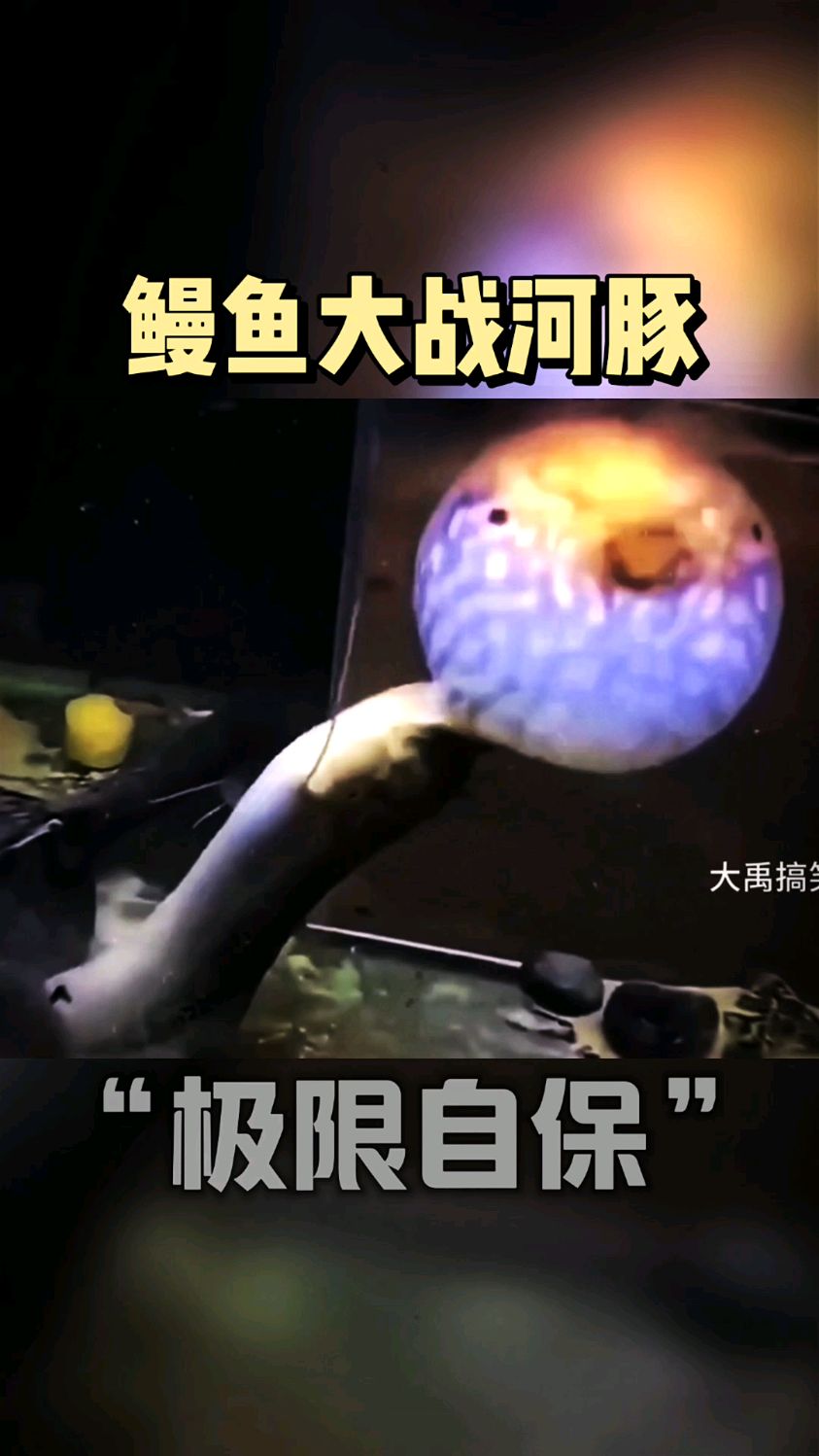 #动物世界精彩瞬间 #动物搞笑视频鳗鱼大战河豚,没想到河豚的保命技这么无解