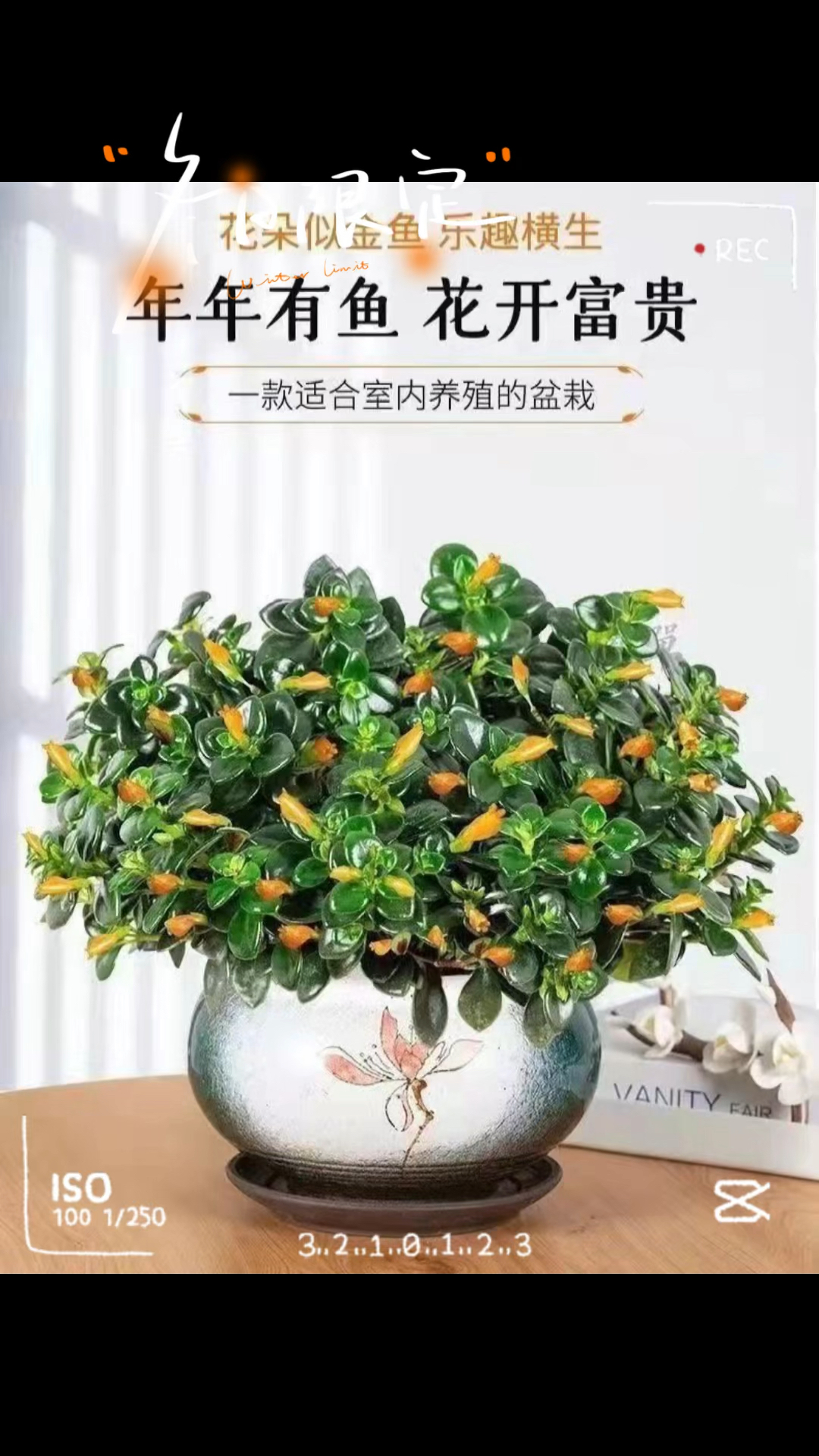 金鱼花,生生不息,源源不断,聚财旺宅,年年有鱼