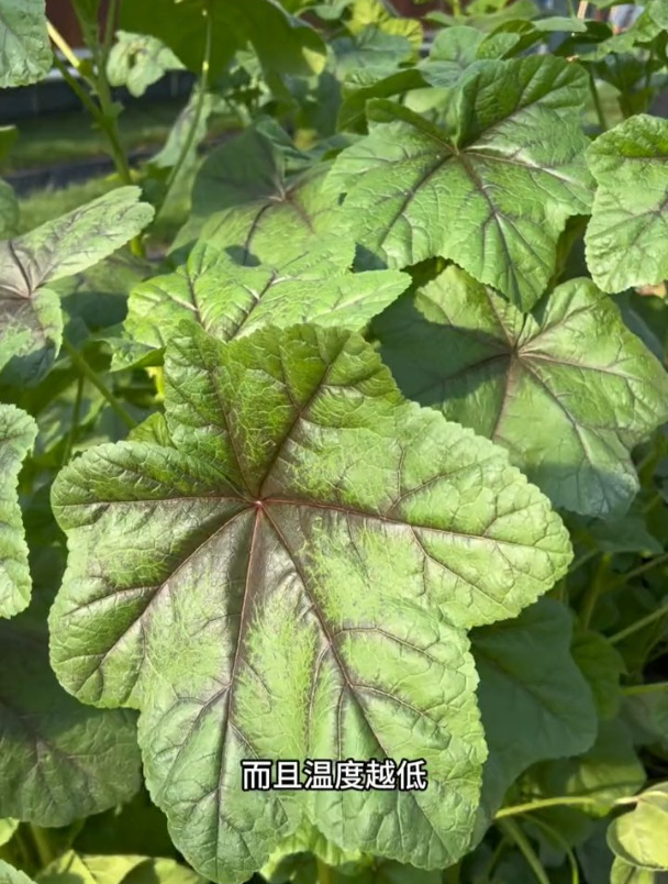 农村一种常见的蔬菜,富含极易被吸收的钙物质,被称为“高钙菜”