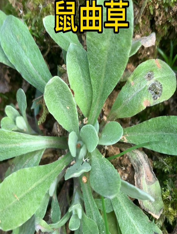 这种农村春天必吃的野菜,家家户户都会做来吃,你们认识吗?