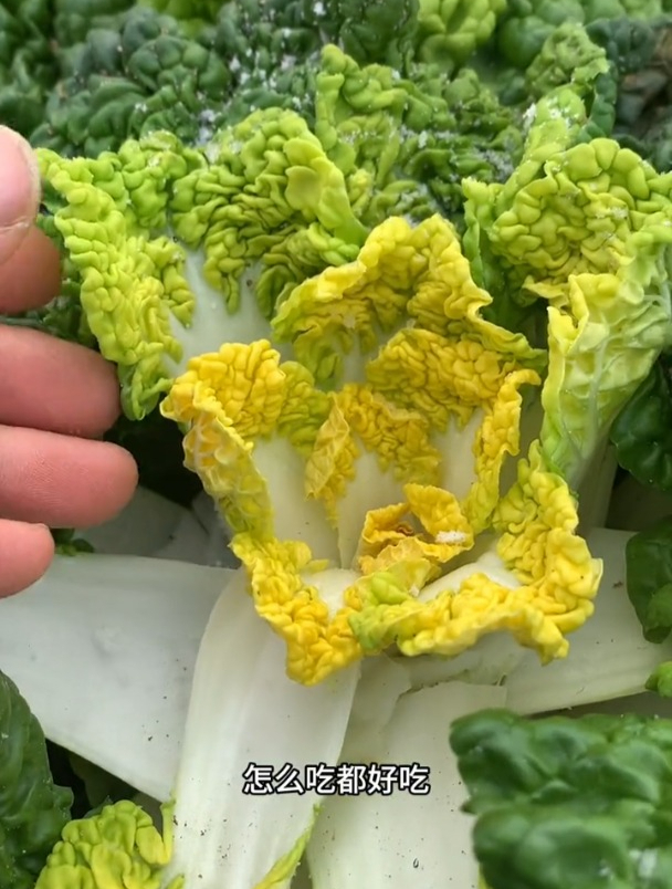 冬天的黄心菜,怎么吃都好吃