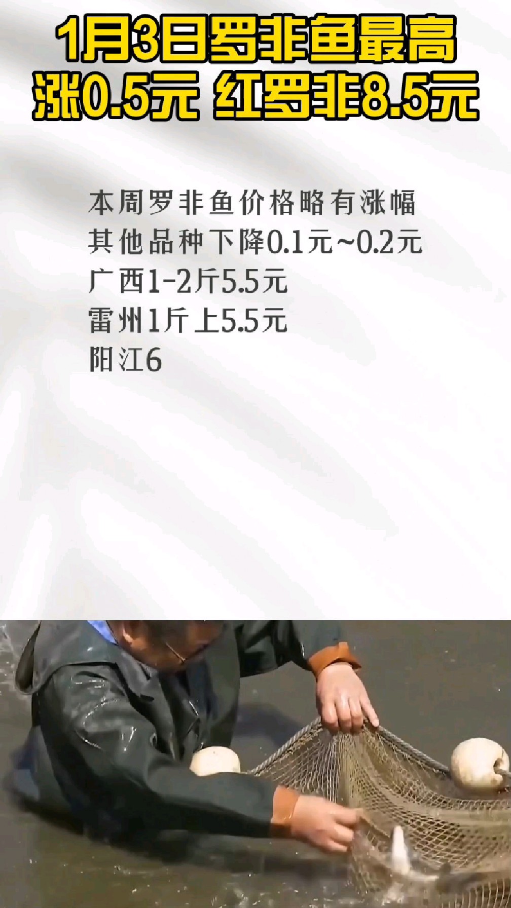 1月3日罗非鱼最高涨0.5元 福建红罗非8.5元 其他品种下降0.1~0.2元#罗非鱼 #