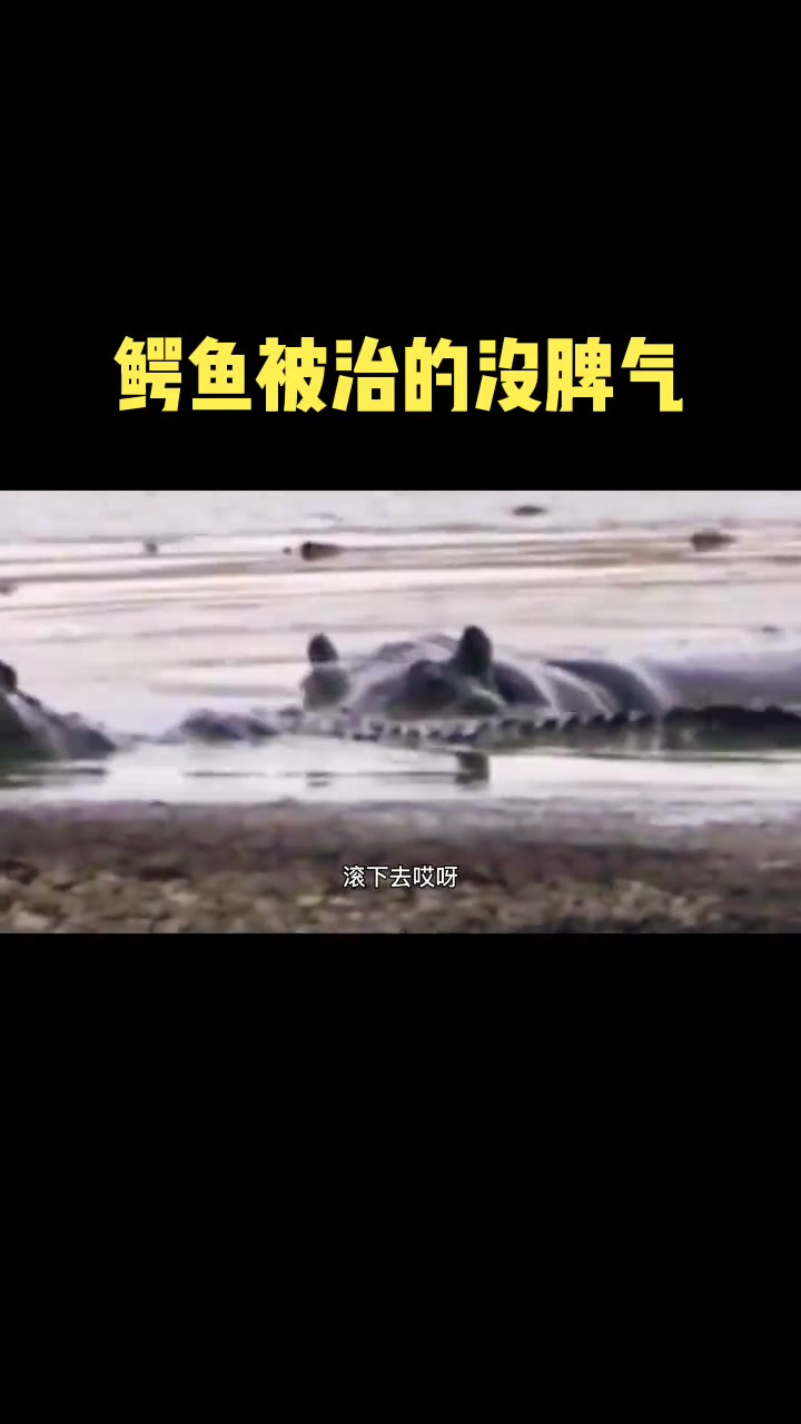 鳄鱼是水中霸主,唯独就怕河马啊