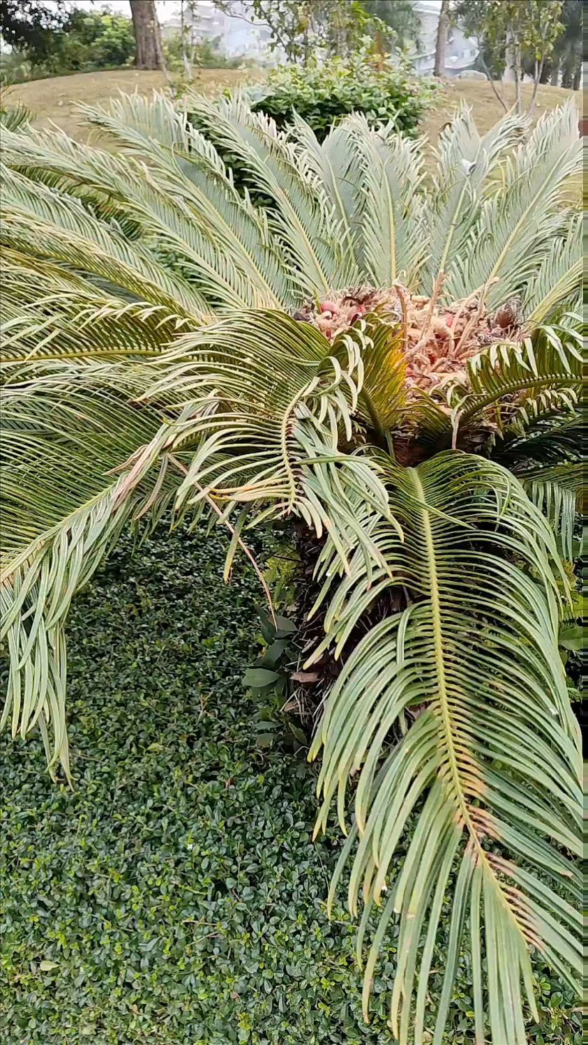 苏铁 :苏铁科,苏铁属。别名:避火蕉,凤尾草,凤尾松。