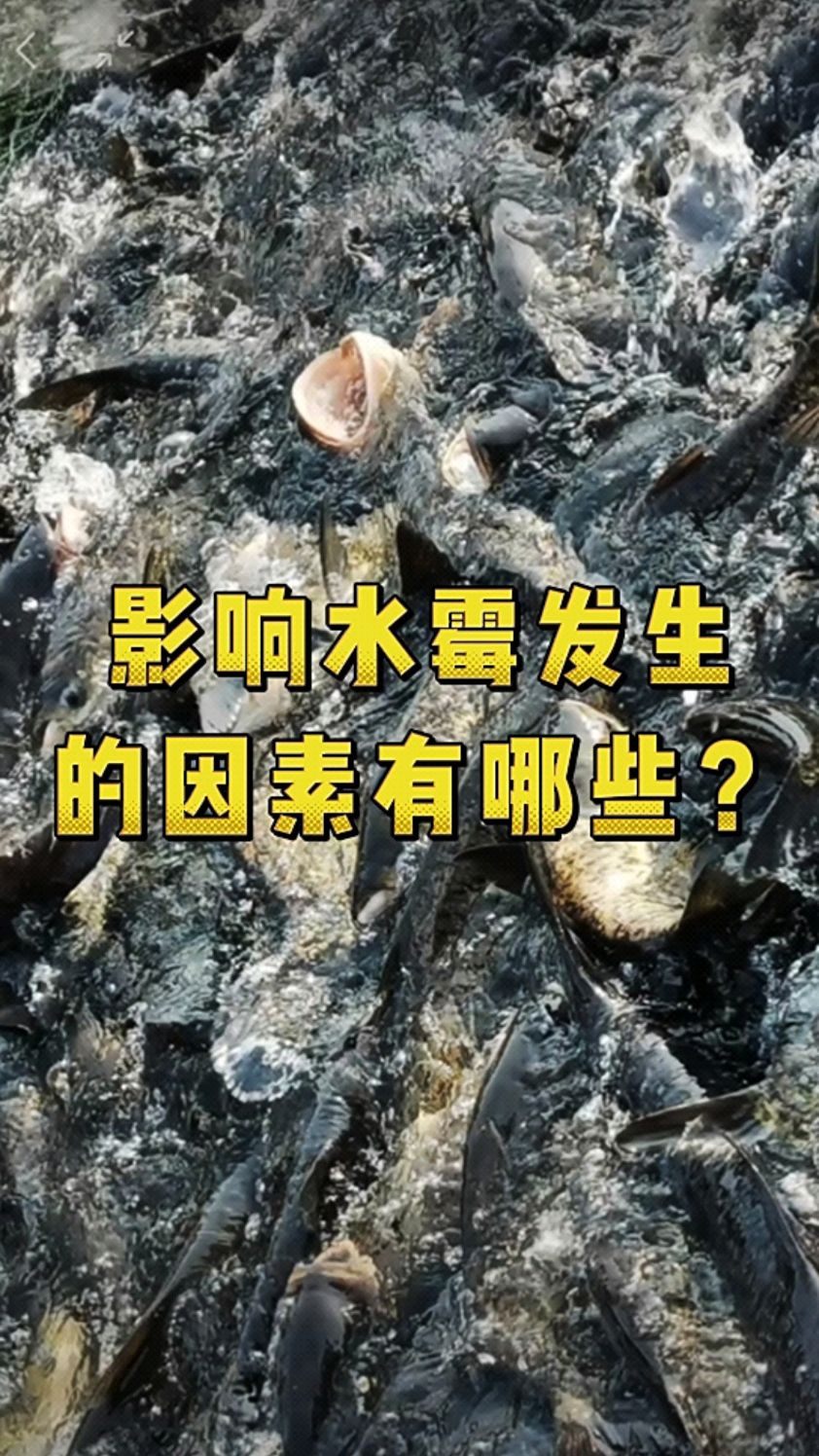 水霉病什么条件下容易发生?