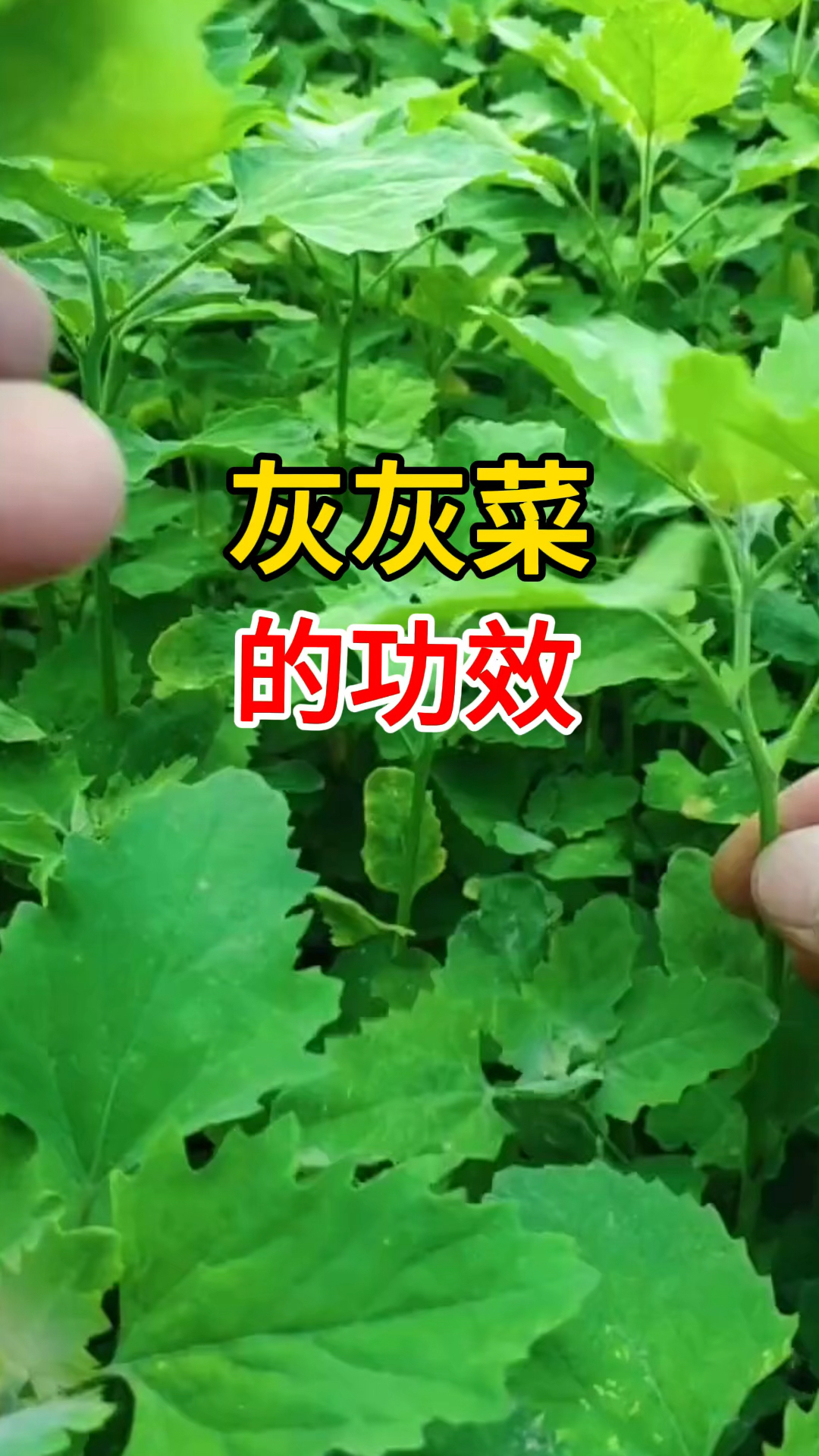 灰灰菜的功效