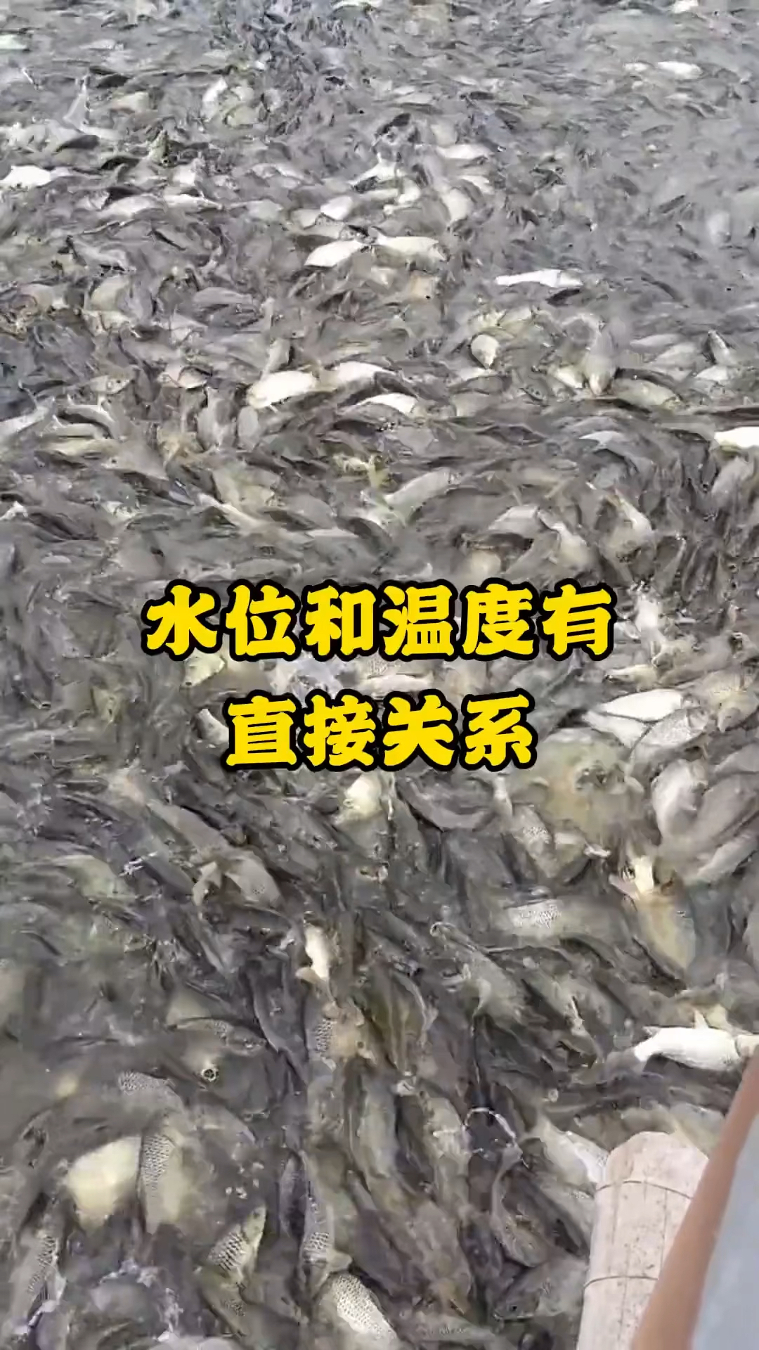 池塘水位多深,才适合养鱼呢?