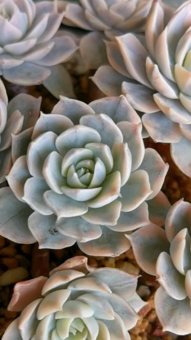 多肉皮氏锦:颜如玉,皮实又好养的锦!