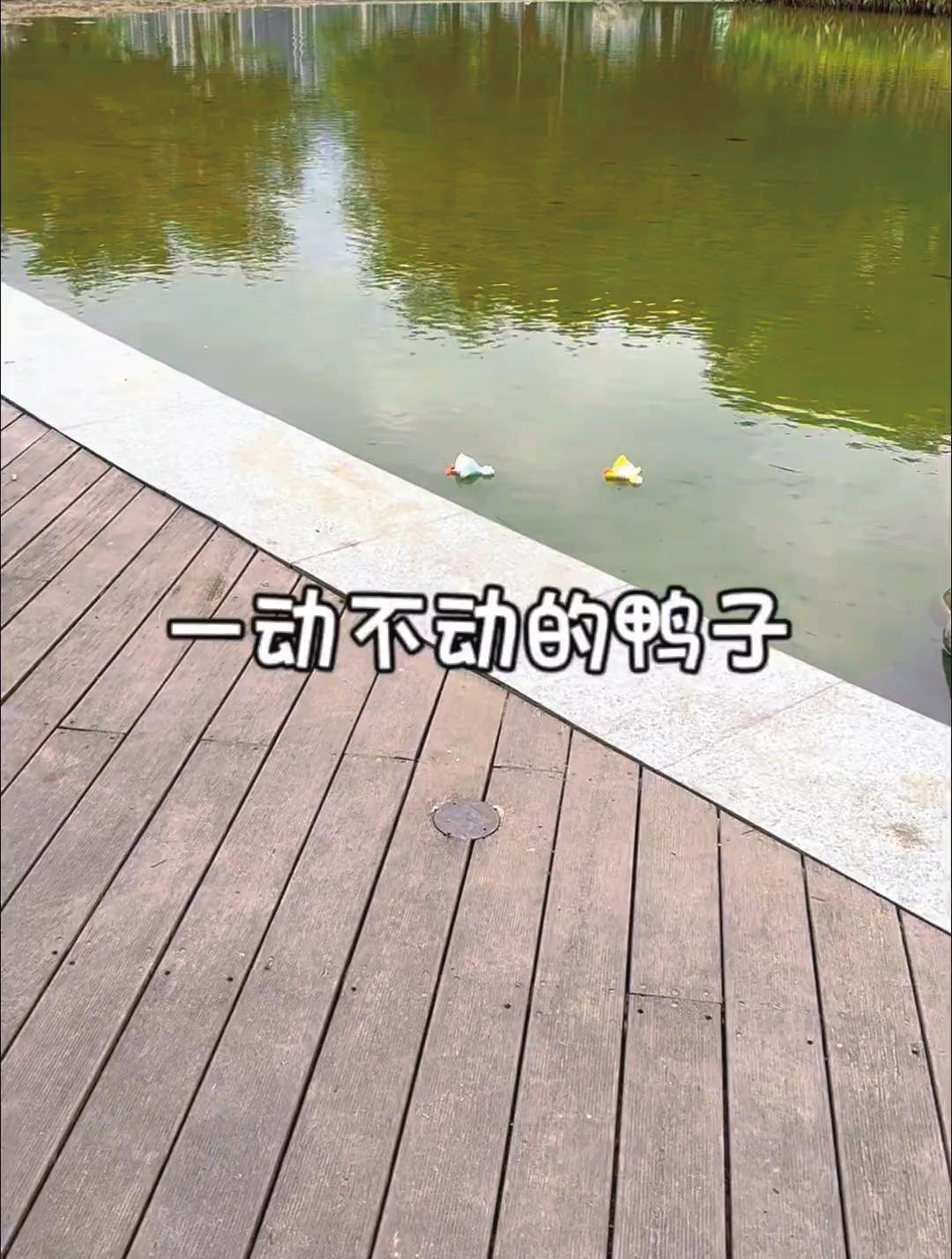 水里的鸭子怎么一动不动呢